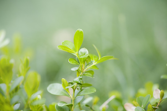 春天植物发新芽