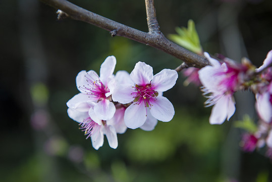 春天桃花盛开