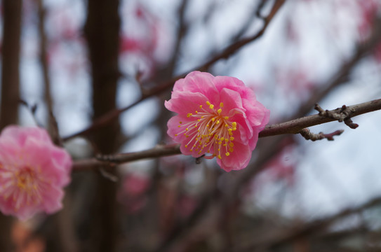 粉色梅花开放