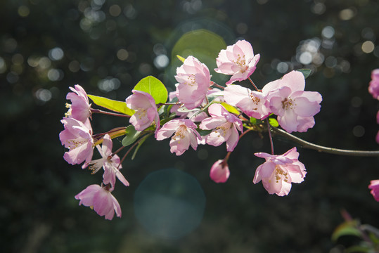 春天海棠花盛开