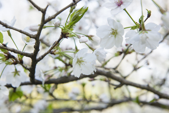 春天白色樱花盛开