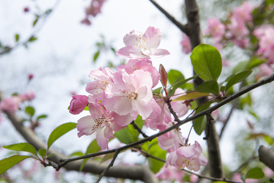 春天海棠花盛开