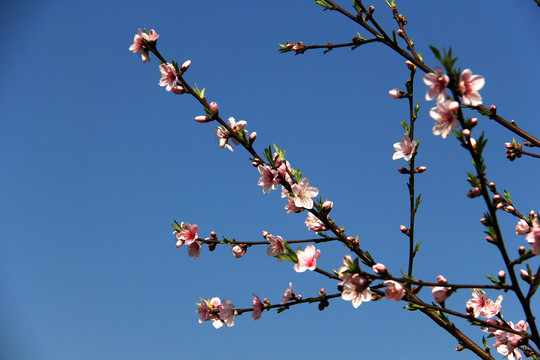 桃花枝条