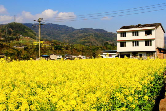 乡村油菜花田