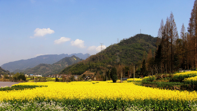 乡村油菜花田