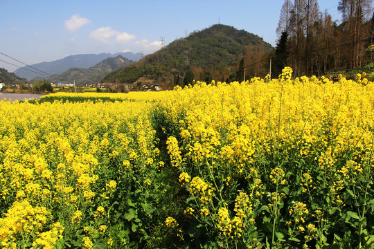 乡村油菜花田