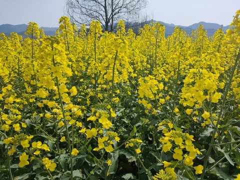 油菜花