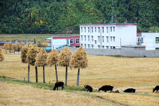 G318国道川藏线八宿田园风光