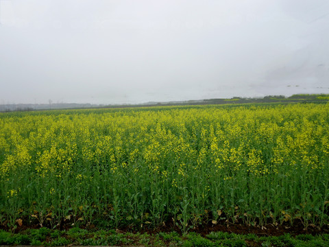 油菜花农田