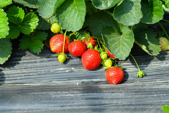 果园里的草莓熟了