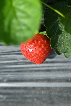 果园里的草莓
