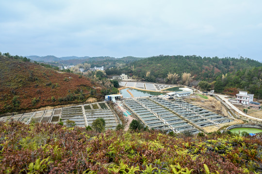 农村水产养殖基地