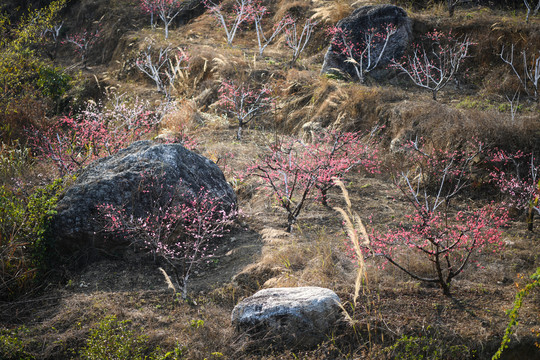 山坡上的桃花林