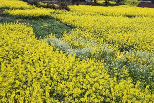 春天1田园1菜花1油菜花