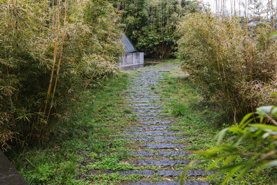 公园1道路1竹林道路