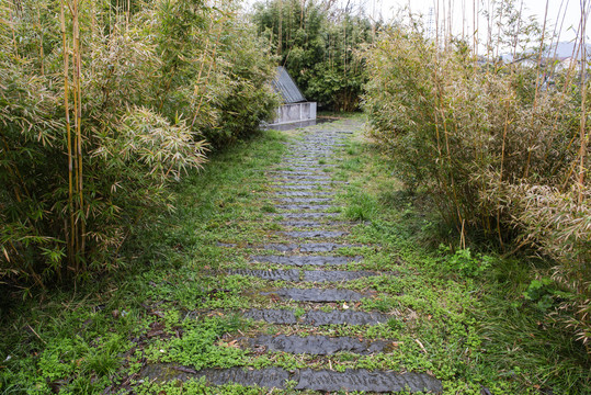 公园1道路1竹林道路