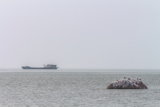 湖面水鸟