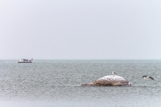 湖面海鸥