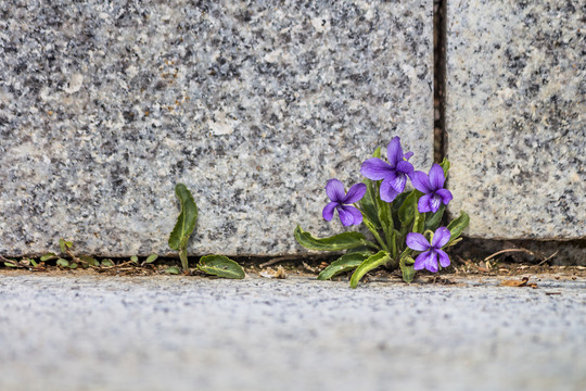 紫花地丁