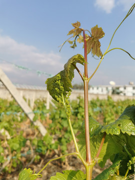 葡萄种植基地长出嫩芽