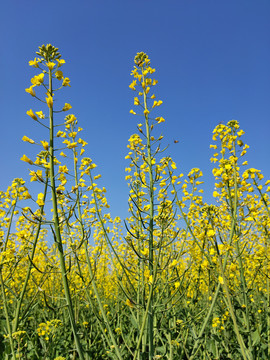 油菜花