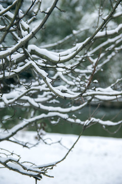 雪景