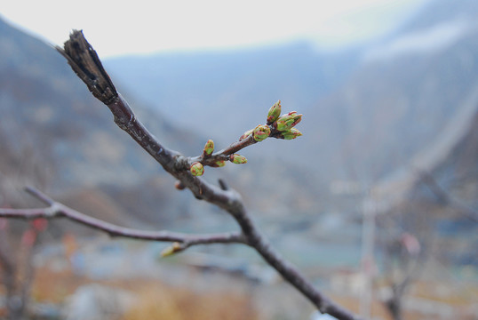 樱桃花苞