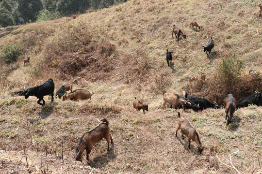 大山里的黑山羊群