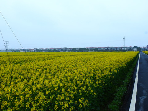 杨家场油菜花