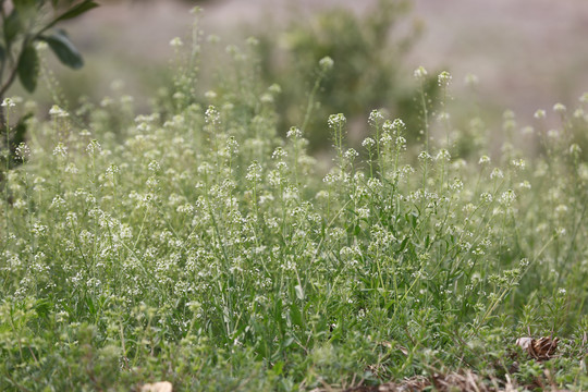 荠菜