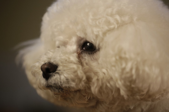 比熊犬特写