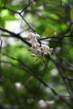 橘红花