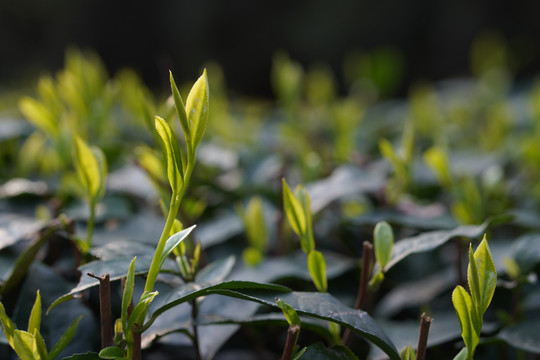 绿茶新芽