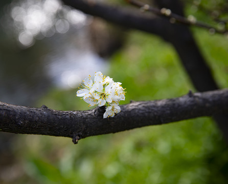 一枝梨花