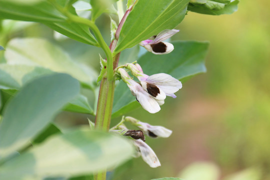 蚕豆花