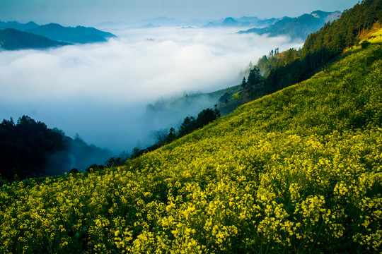 山村油菜花