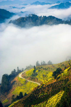 山村油菜花