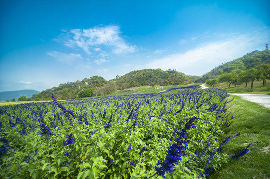 美丽山坡