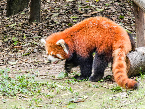 小浣熊