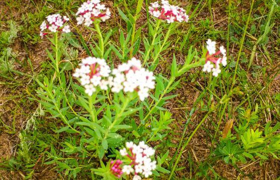 狼毒花