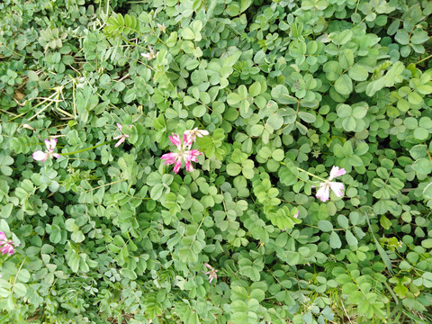 野花野草