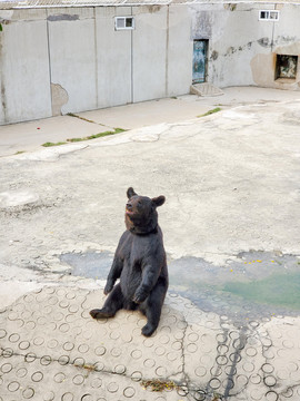 天津动物园黑棕熊