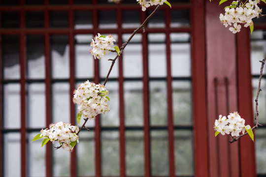 故宫花枝