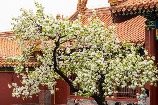 寿康宫的梨树开花