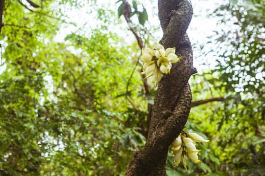 禾雀花