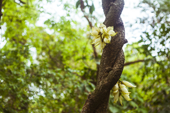 禾雀花