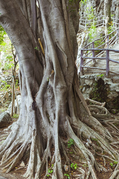 榕树根部