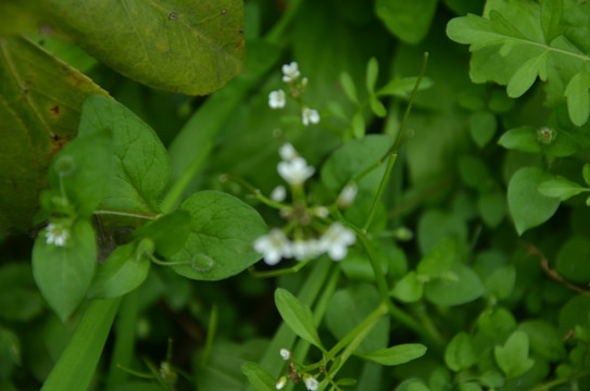 蜜蜂采花粉中锋油菜花