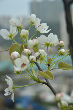 梨花开满枝头春暖早春