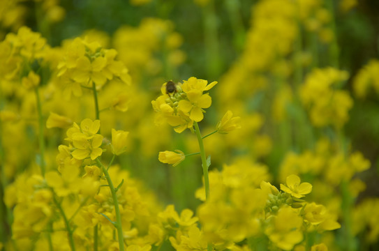 中蜂油菜花粉